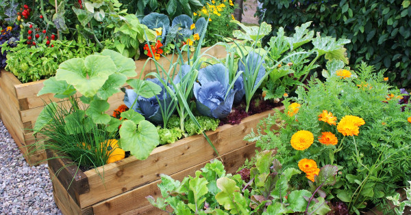 Tips for Starting a Home Vegetable Garden