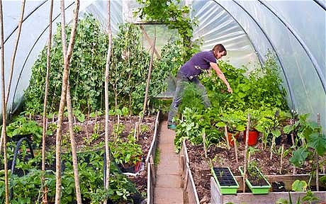Benefits of Using a Polytunnel for Your Organic Vegetable Garden