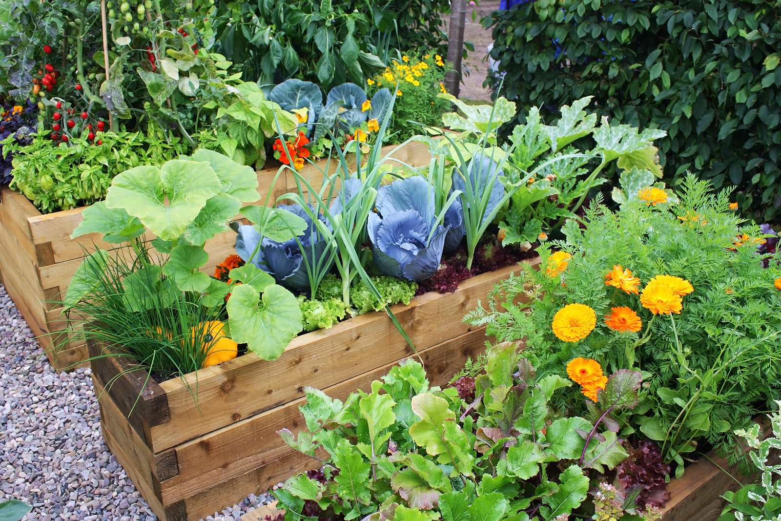 tips for starting a home vegetable garden | eco talk