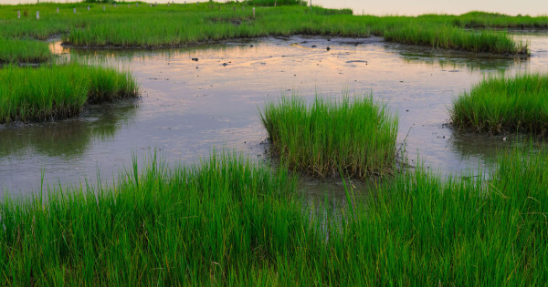 Protecting Wetlands During and After Industrial Uses